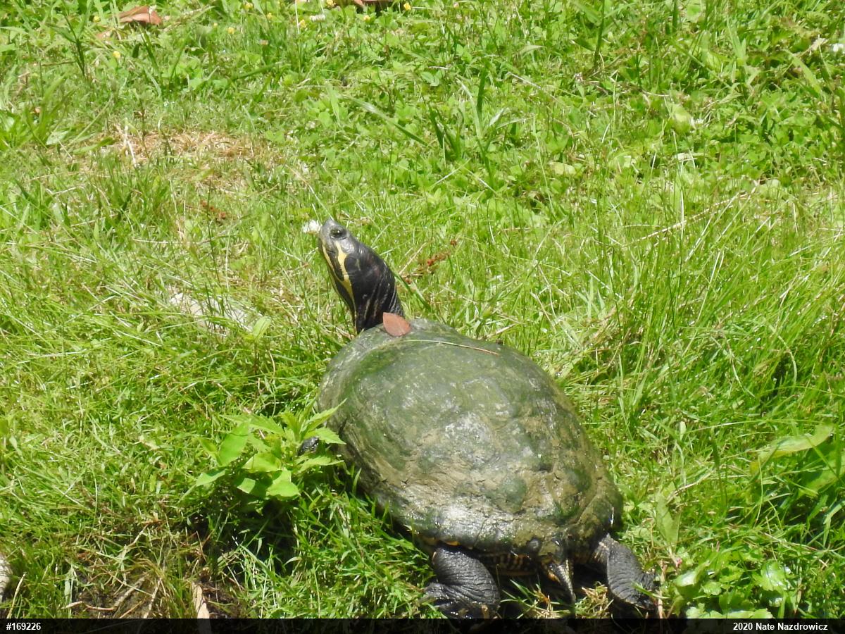 Red-eared Slider