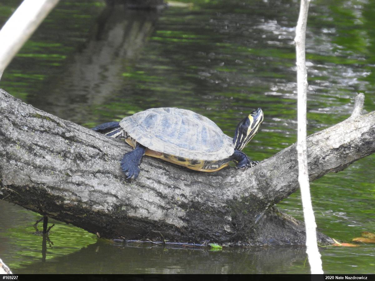 Yellow-bellied Slider