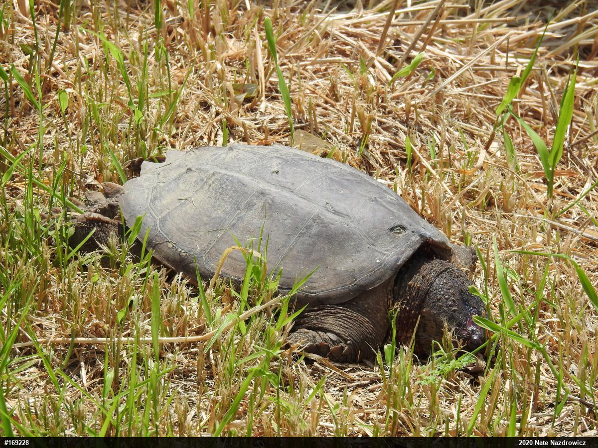 Snapping Turtle