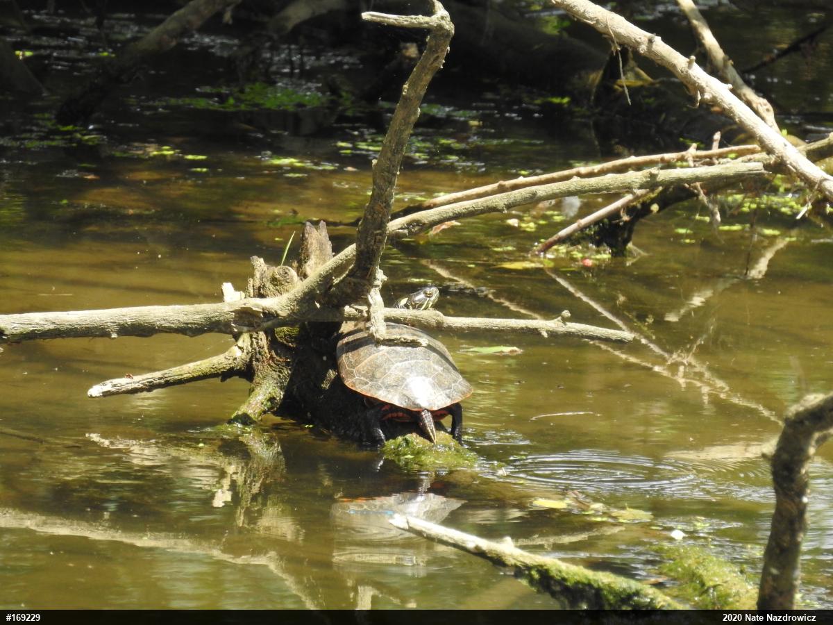 Eastern Painted Turtle