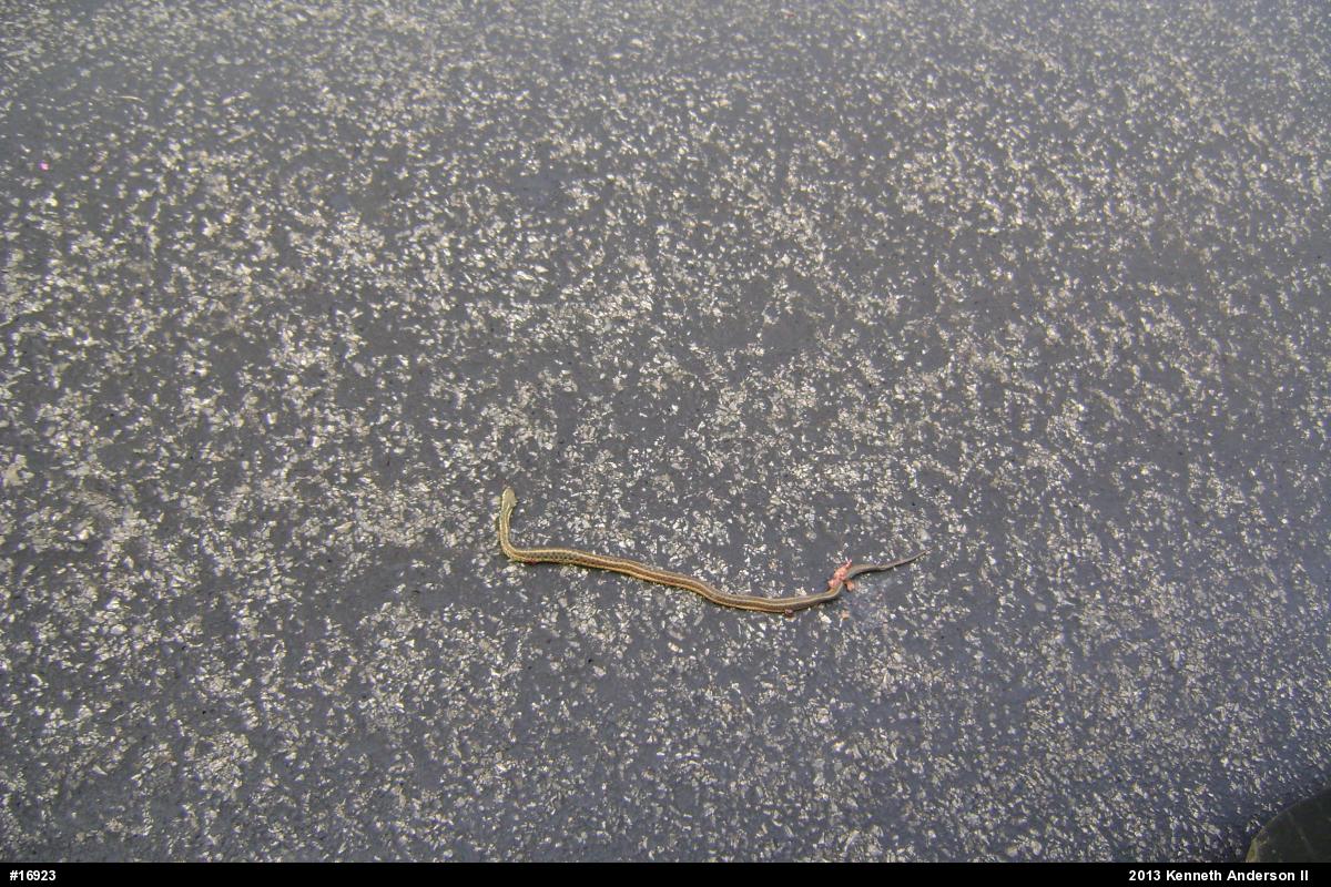 Eastern Gartersnake