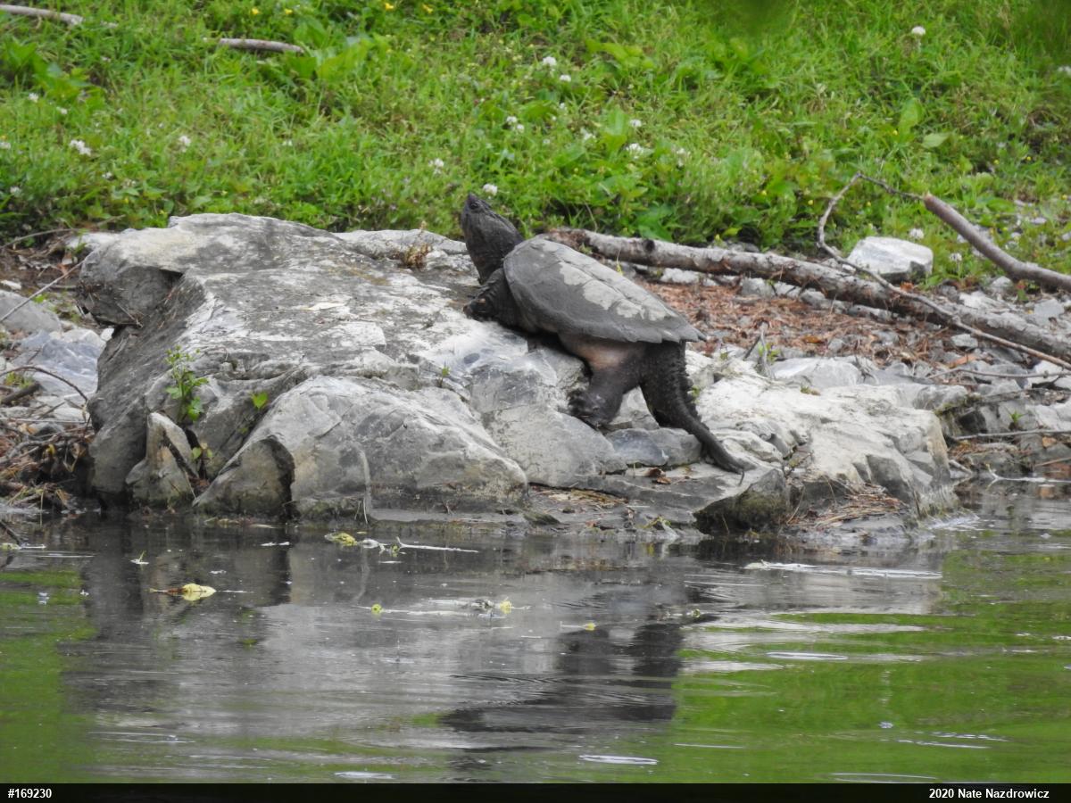 Snapping Turtle