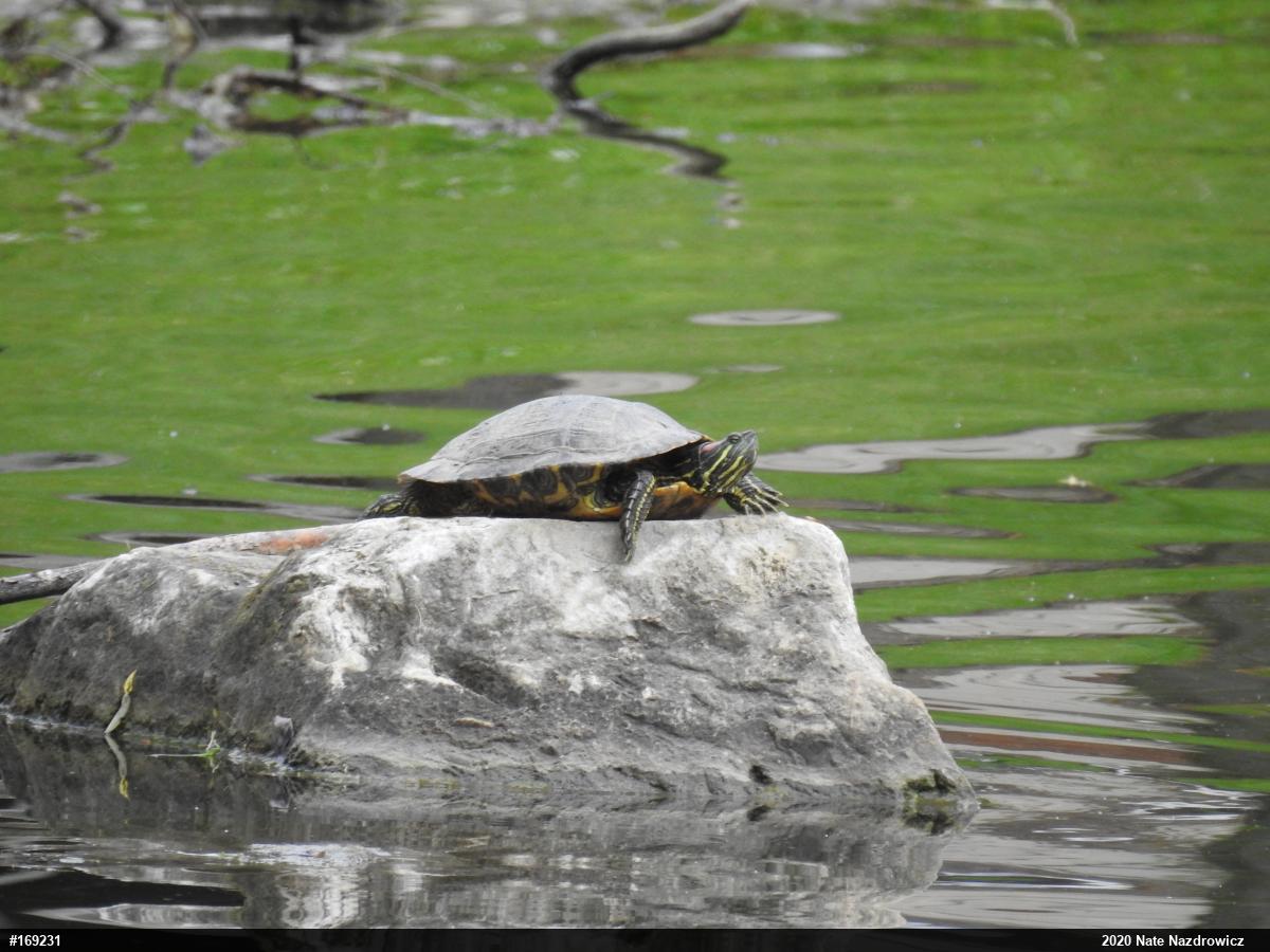 Red-eared Slider