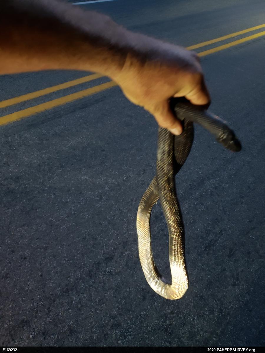 Eastern Ratsnake