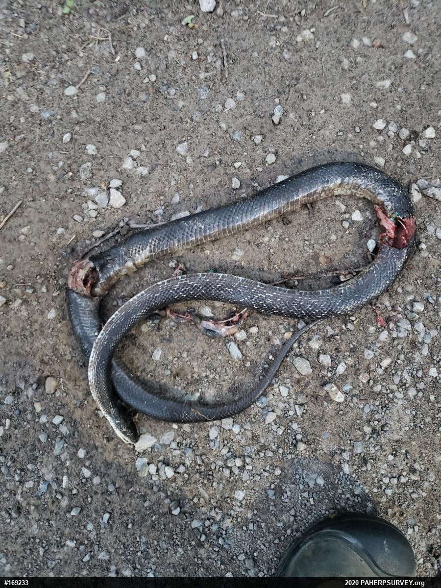 Eastern Ratsnake