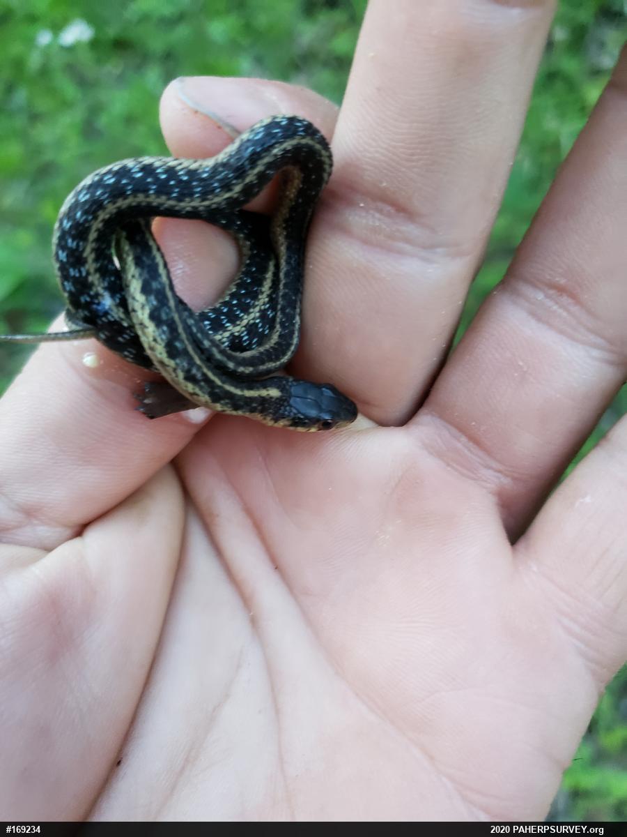 Eastern Gartersnake