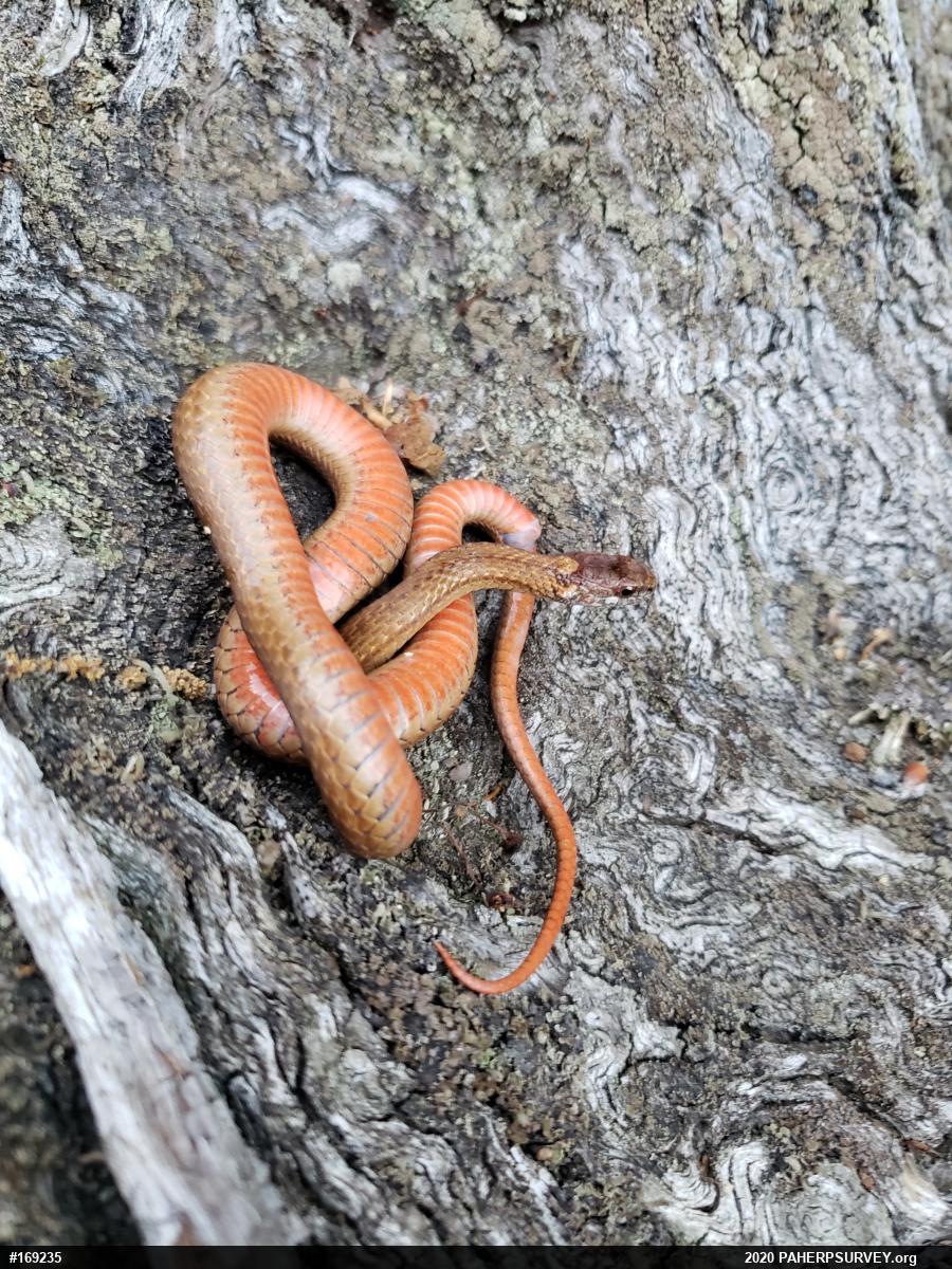 Red-bellied Snake