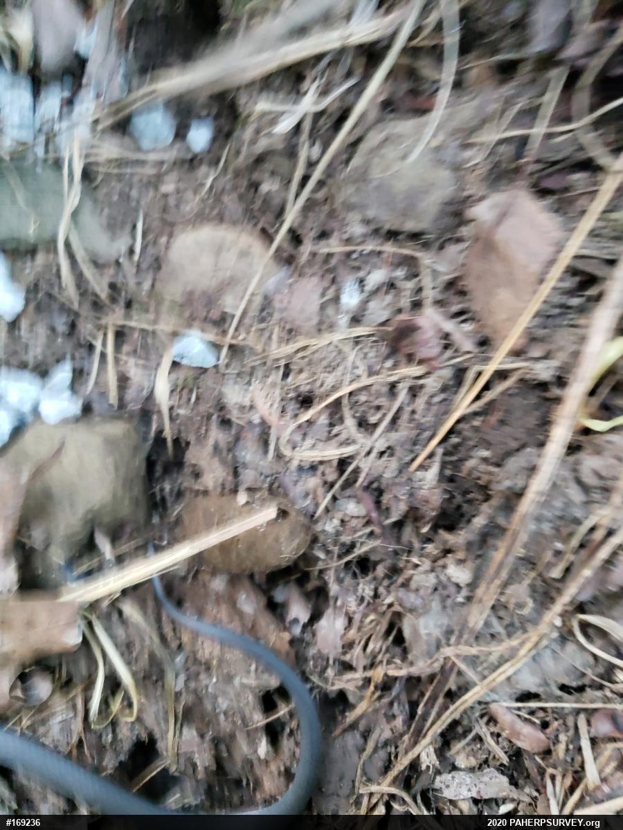 Northern Ring-necked Snake