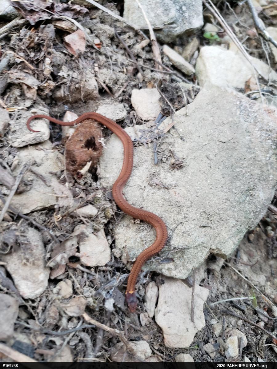 Red-bellied Snake