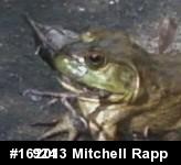 American Bullfrog