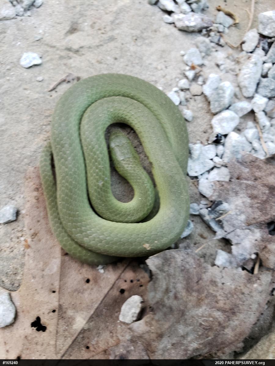 Smooth Greensnake