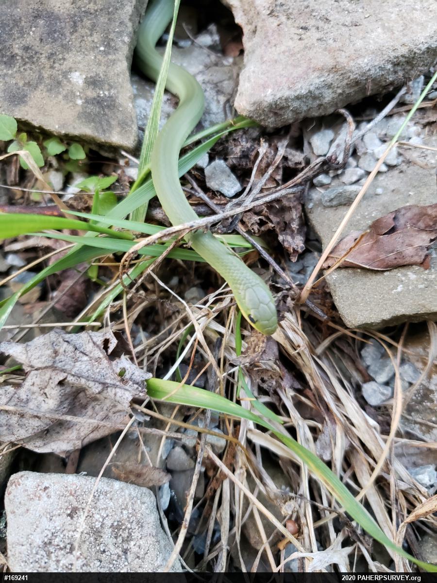 Smooth Greensnake