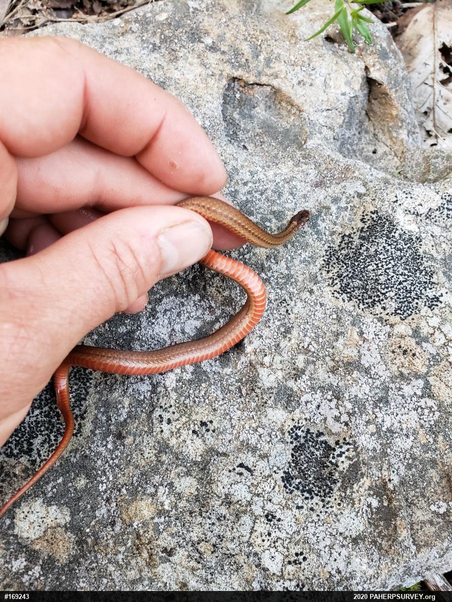 Red-bellied Snake