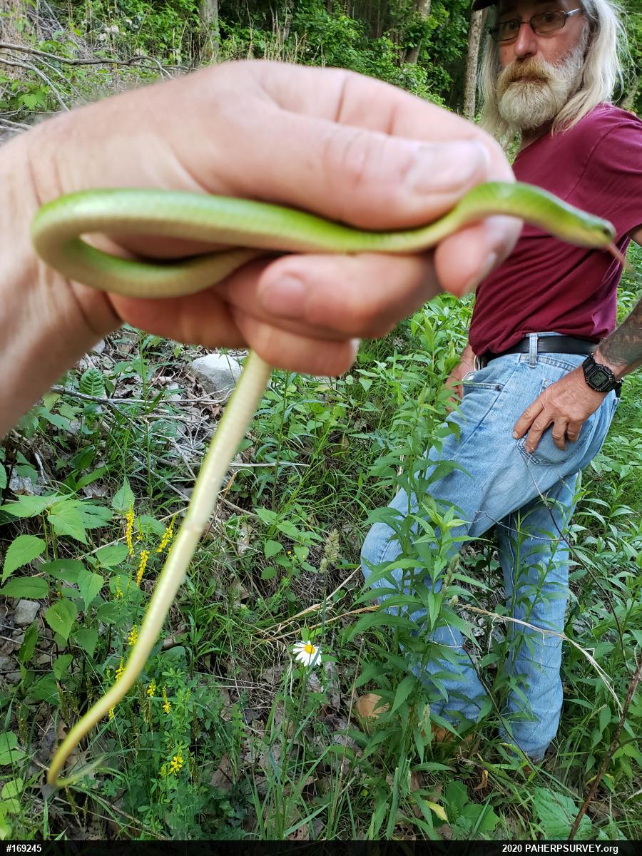 Smooth Greensnake