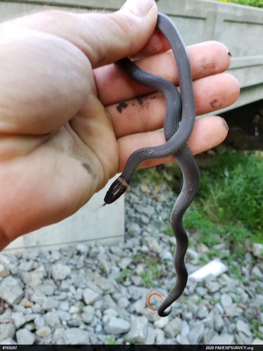 Northern Ring-necked Snake