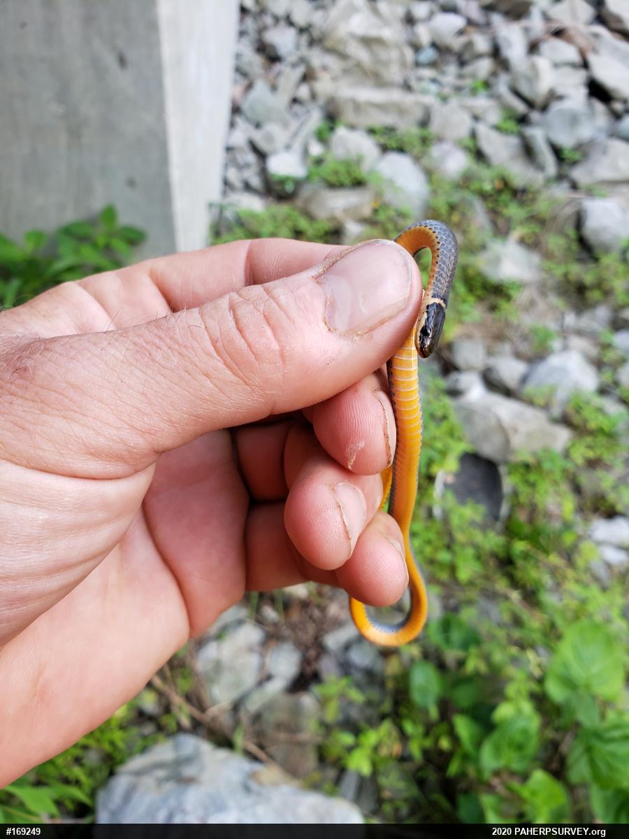 Northern Ring-necked Snake