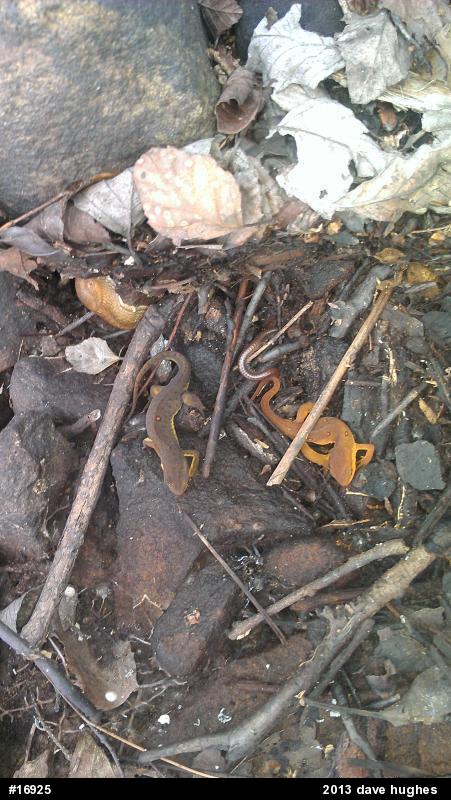 Red-spotted Newt