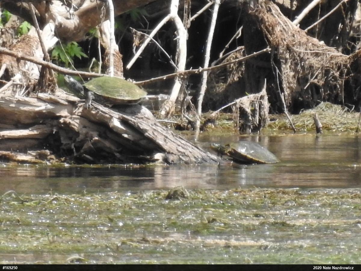 Northern Map Turtle
