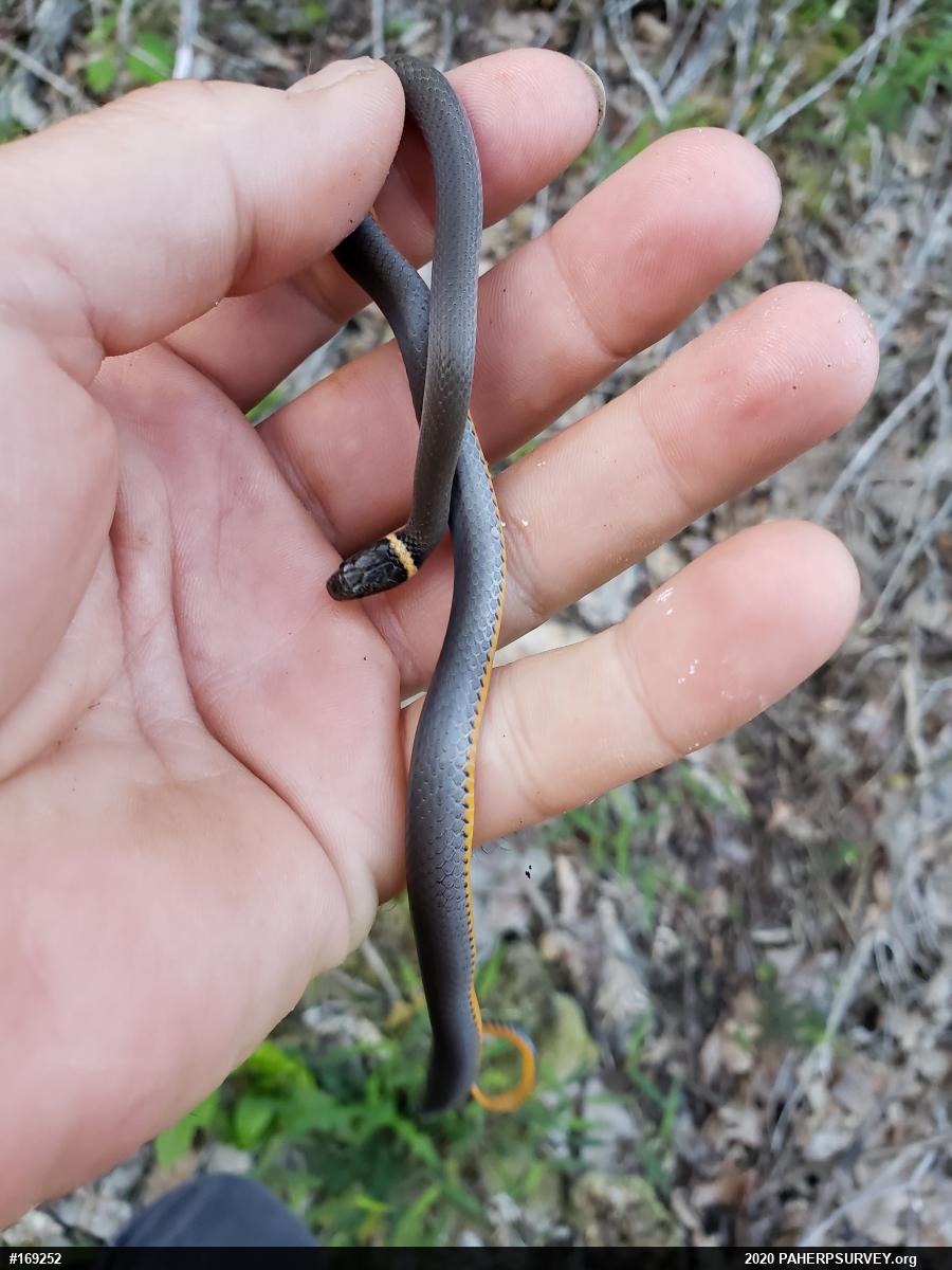 Northern Ring-necked Snake