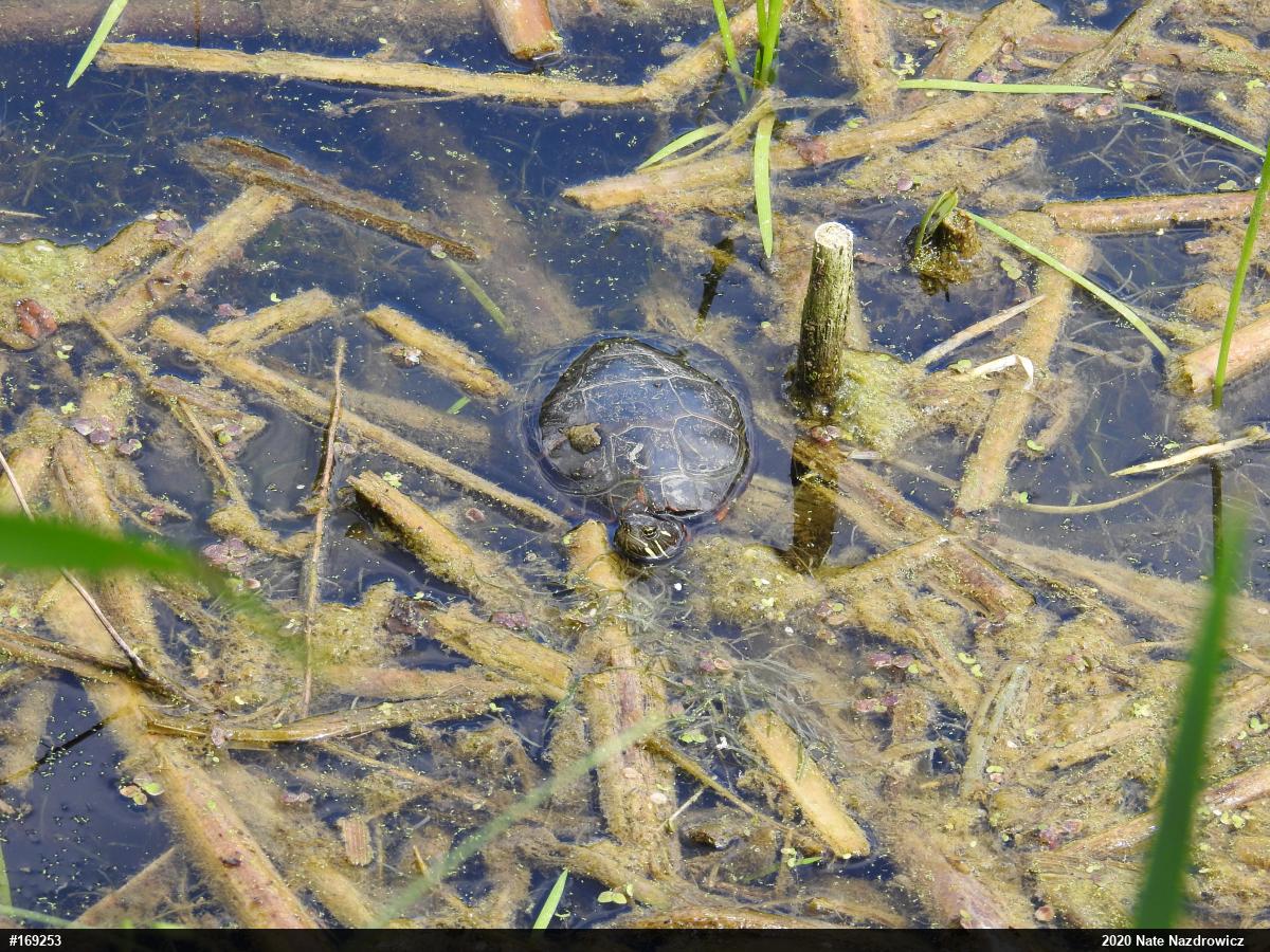 Painted Turtle