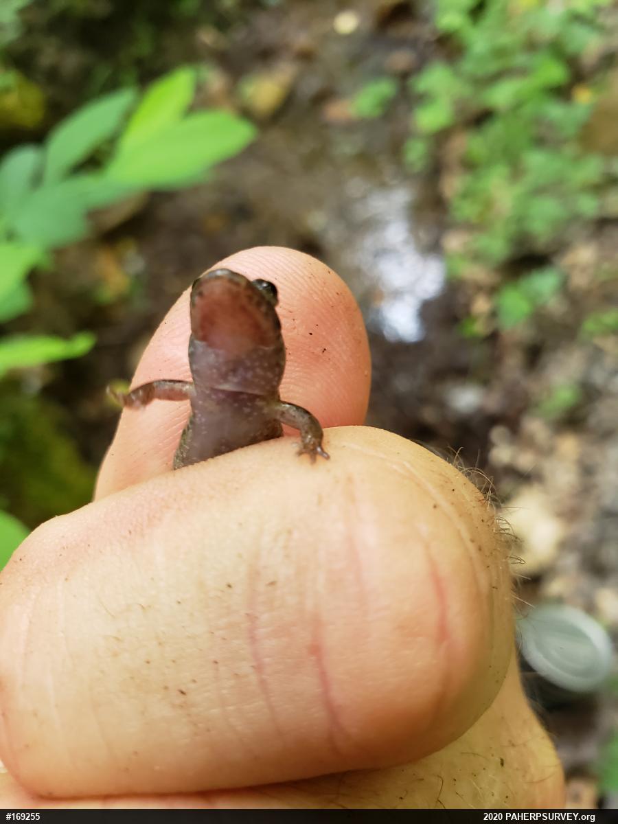 Northern Dusky Salamander