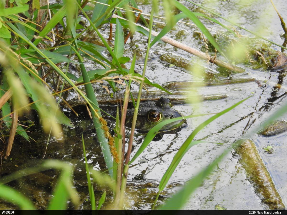 American Bullfrog