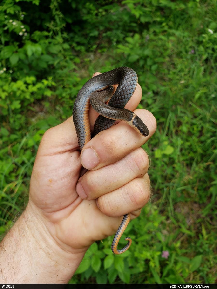 Northern Ring-necked Snake