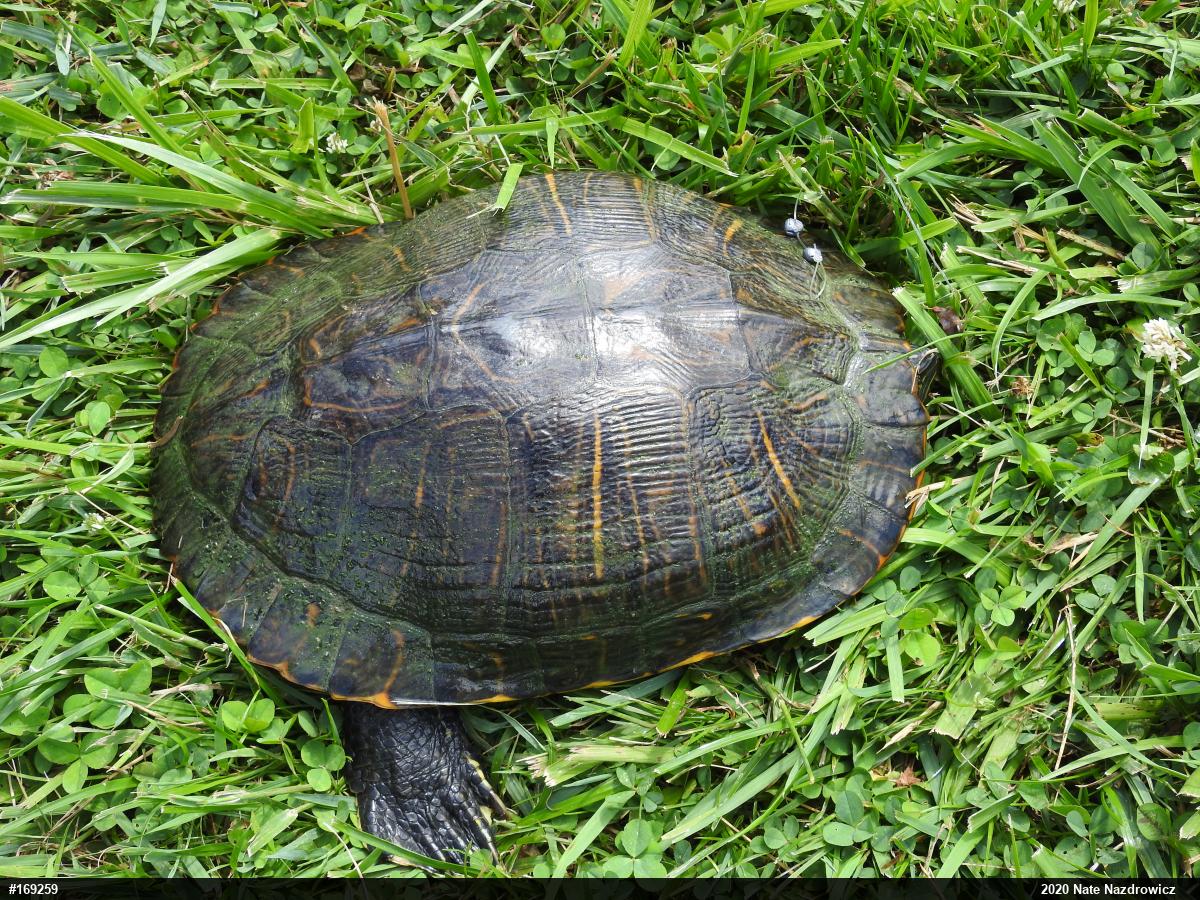 Red-eared Slider