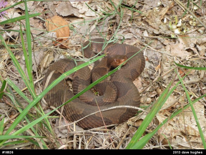 Northern Copperhead