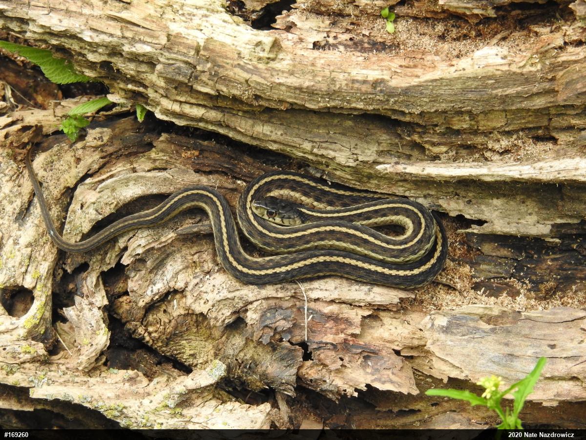 Eastern Gartersnake