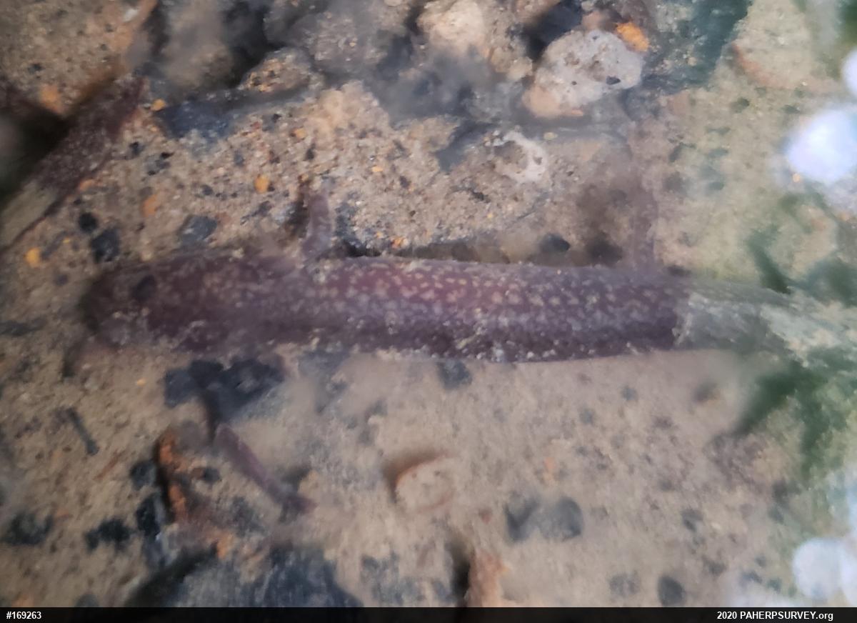 Northern Spring Salamander