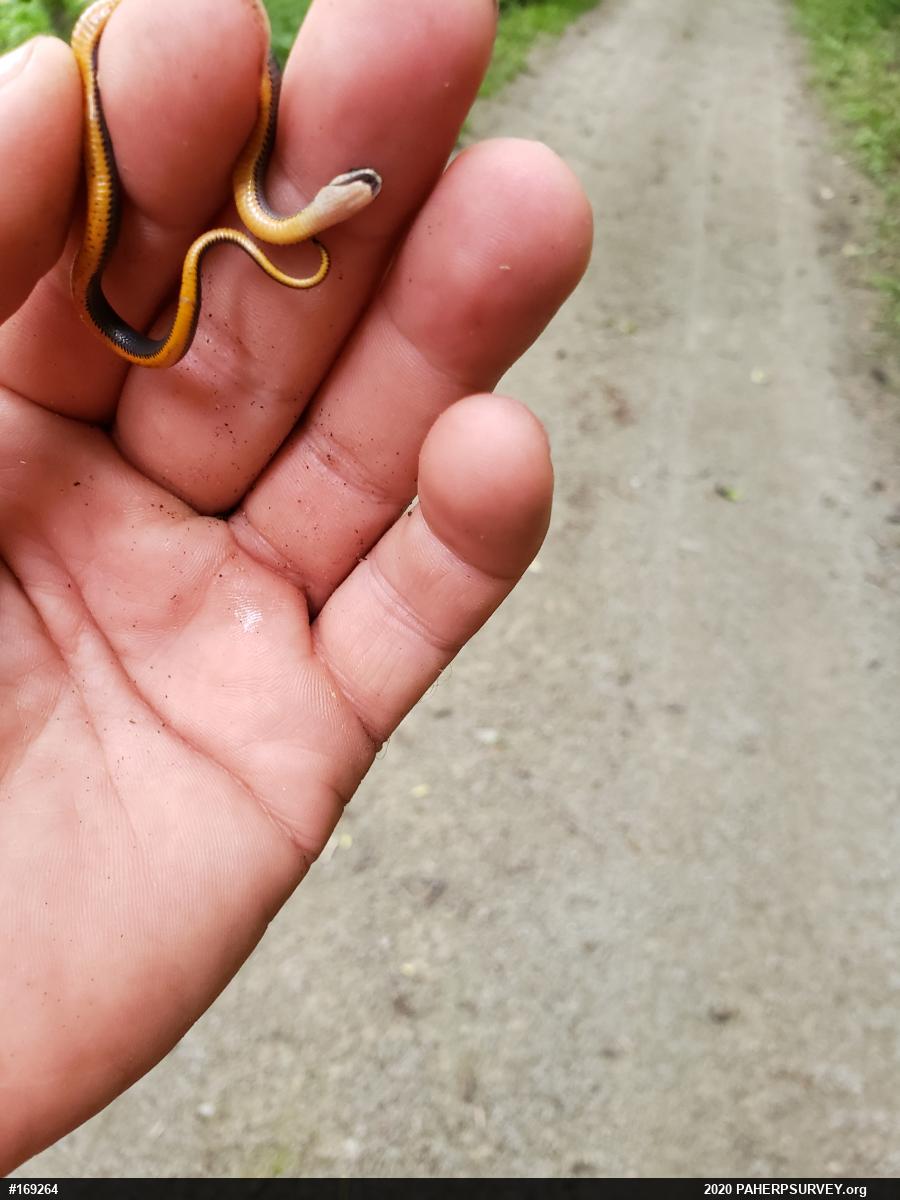 Northern Ring-necked Snake
