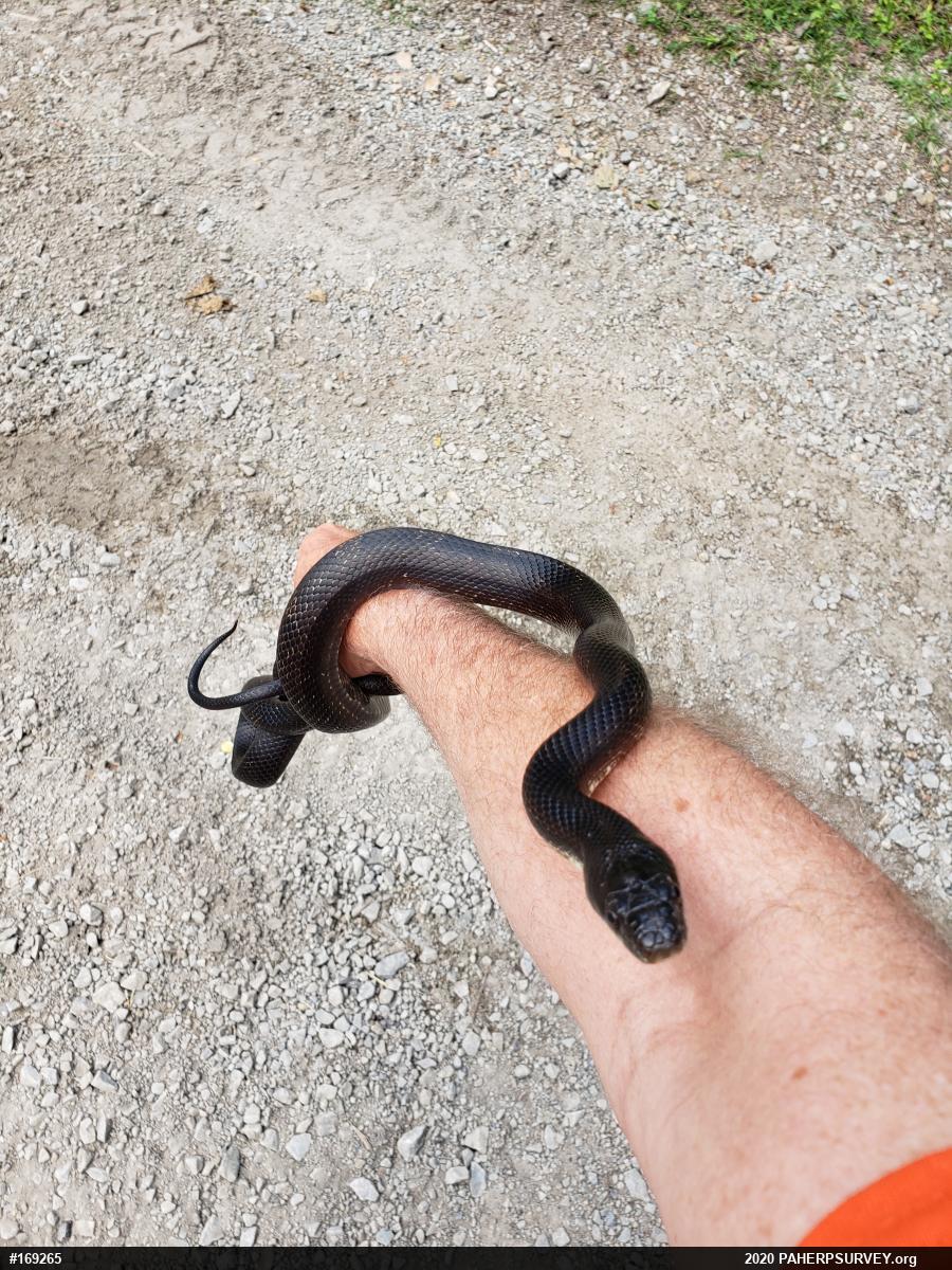 Eastern Ratsnake