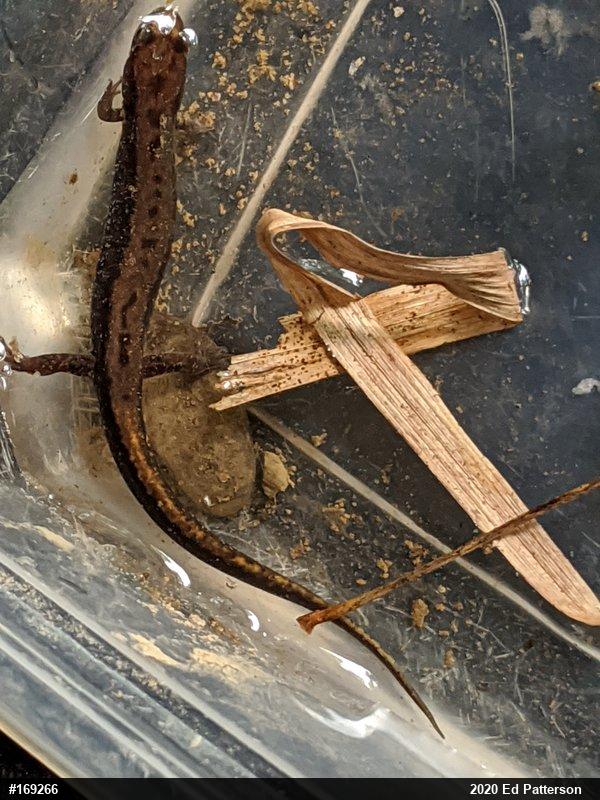 Allegheny Mountain Dusky Salamander