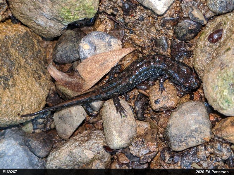 Northern Dusky Salamander