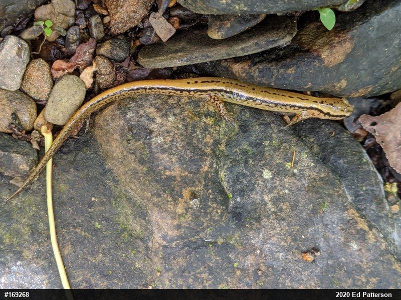 Northern Two-lined Salamander