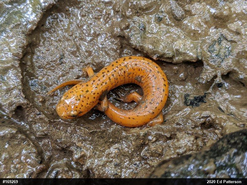 Northern Red Salamander