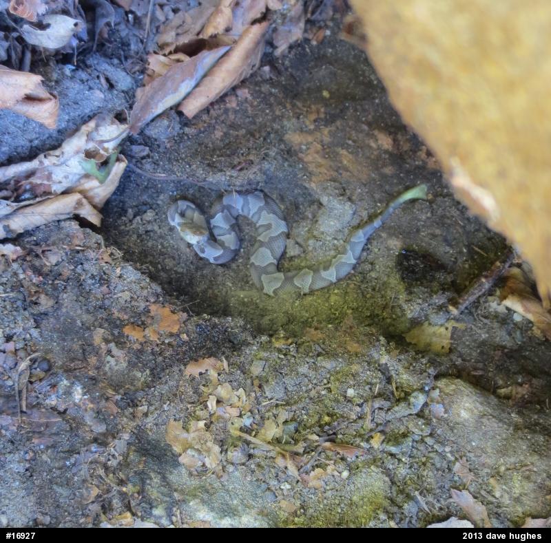 Northern Copperhead