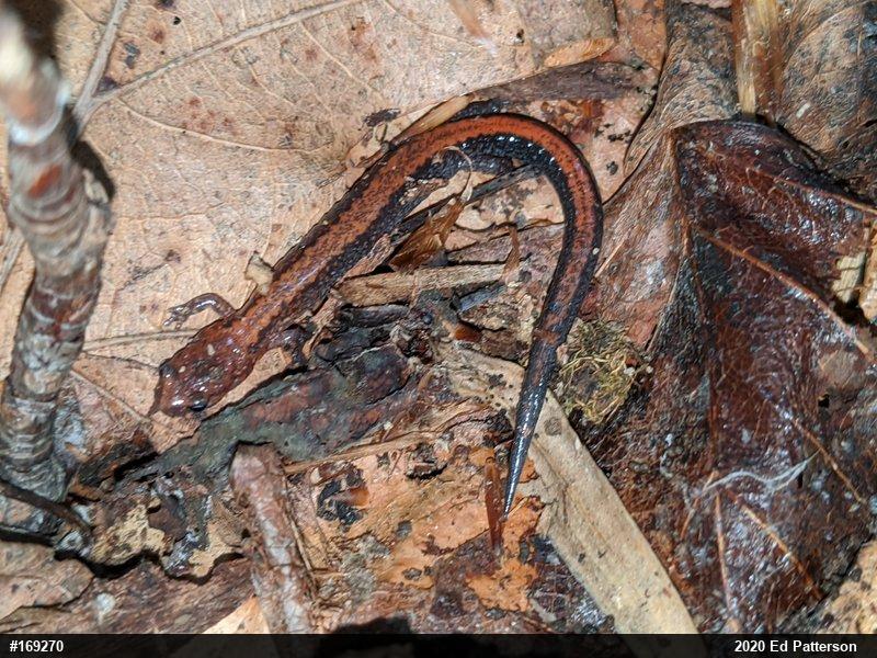 Eastern Red-backed  Salamander