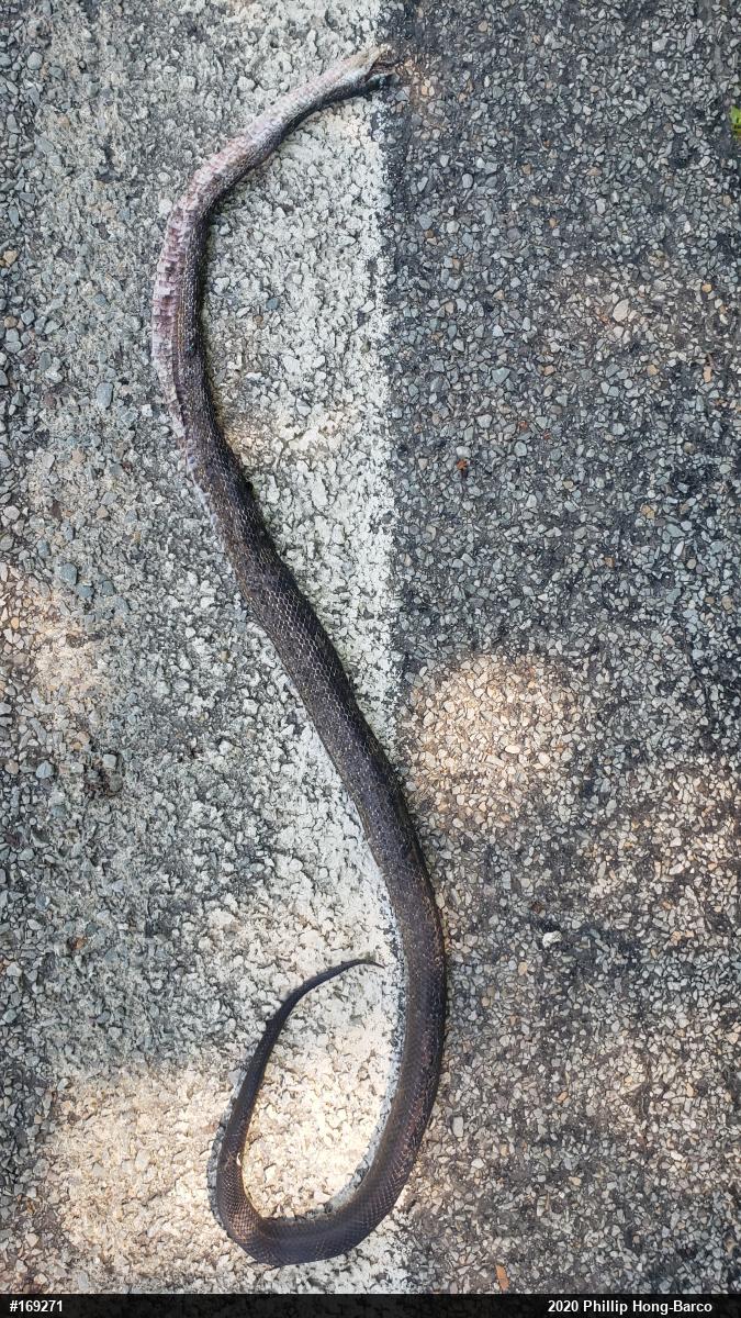 Eastern Ratsnake