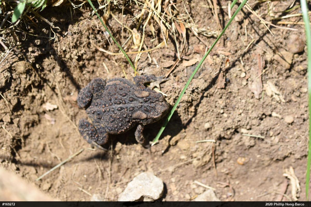 Eastern American Toad