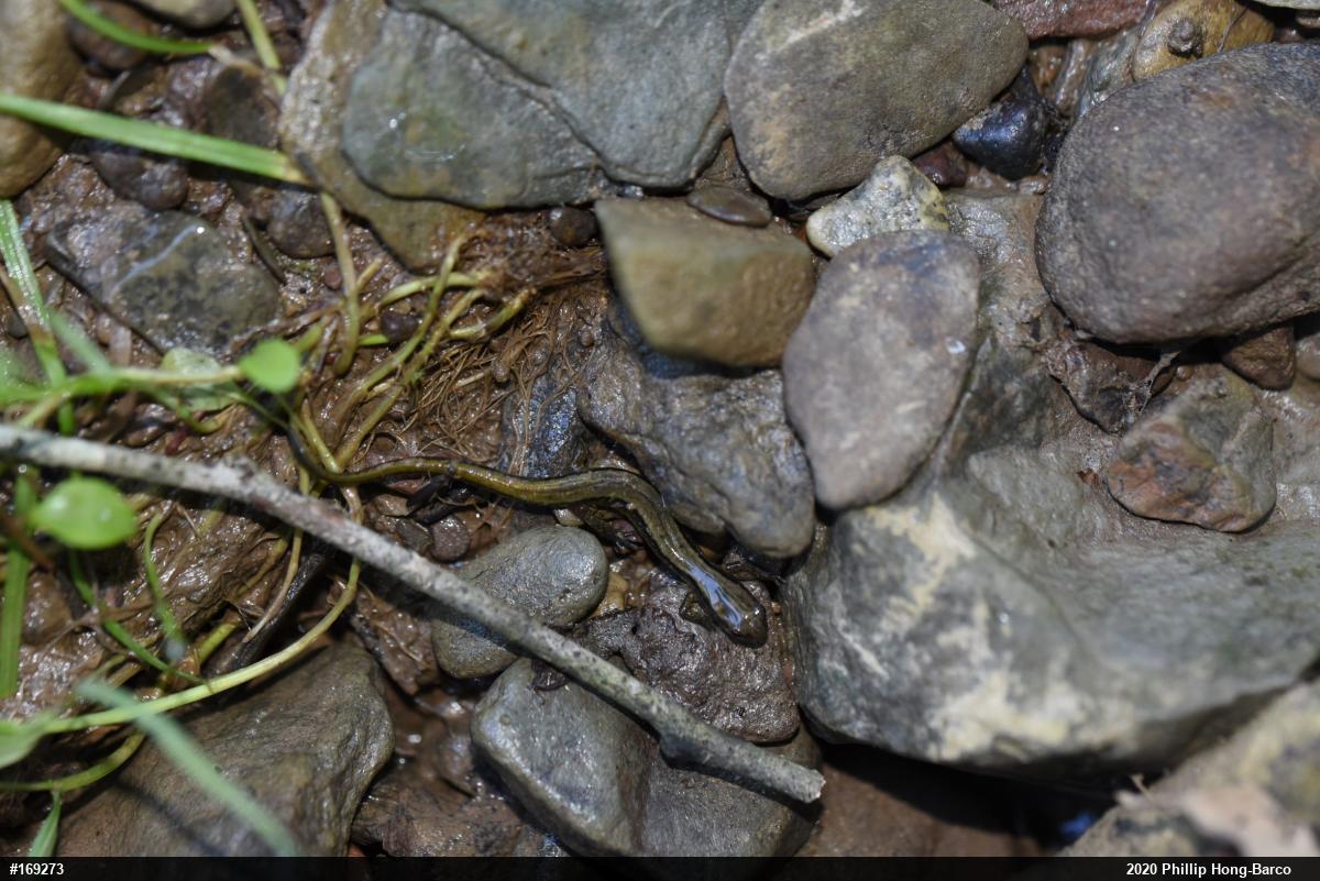 Northern Two-lined Salamander