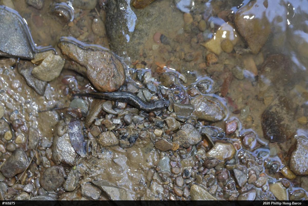 Northern Dusky Salamander