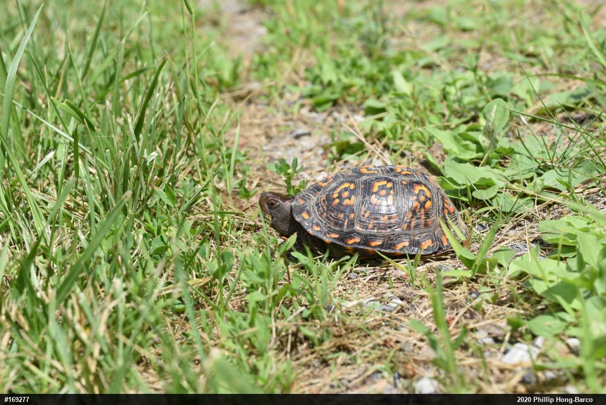 Eastern Box Turtle