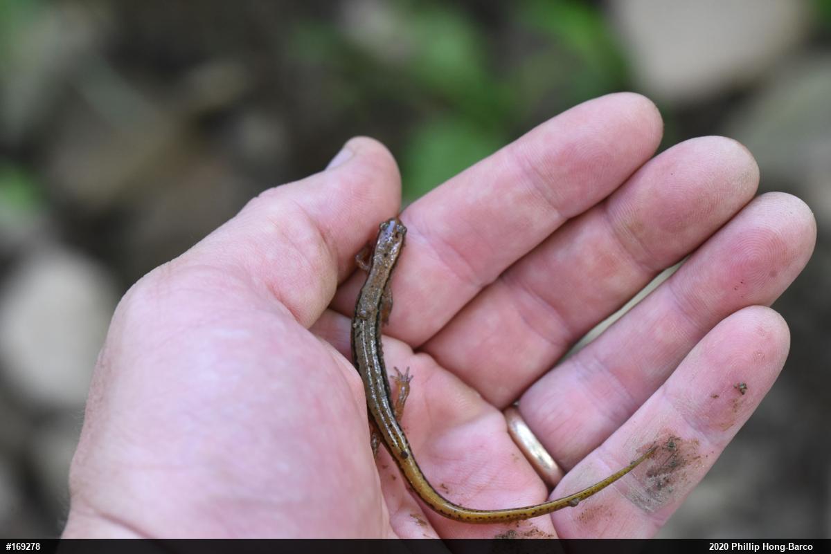 Northern Two-lined Salamander