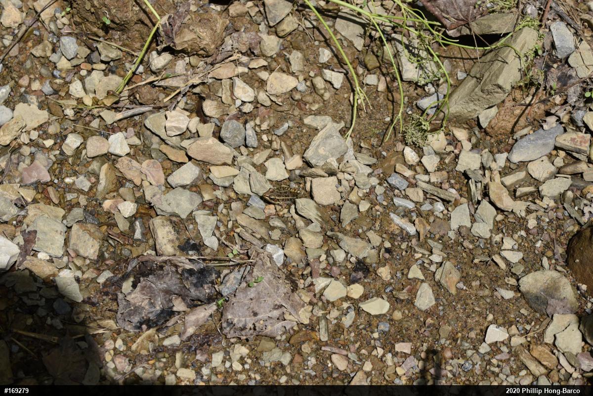 Pickerel Frog