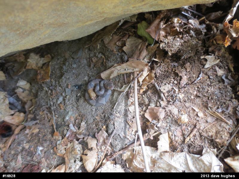 Northern Copperhead