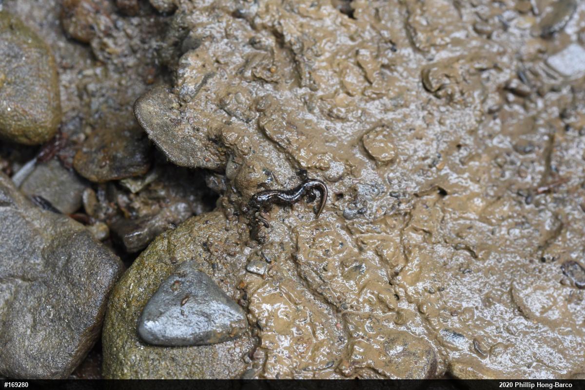 Northern Dusky Salamander