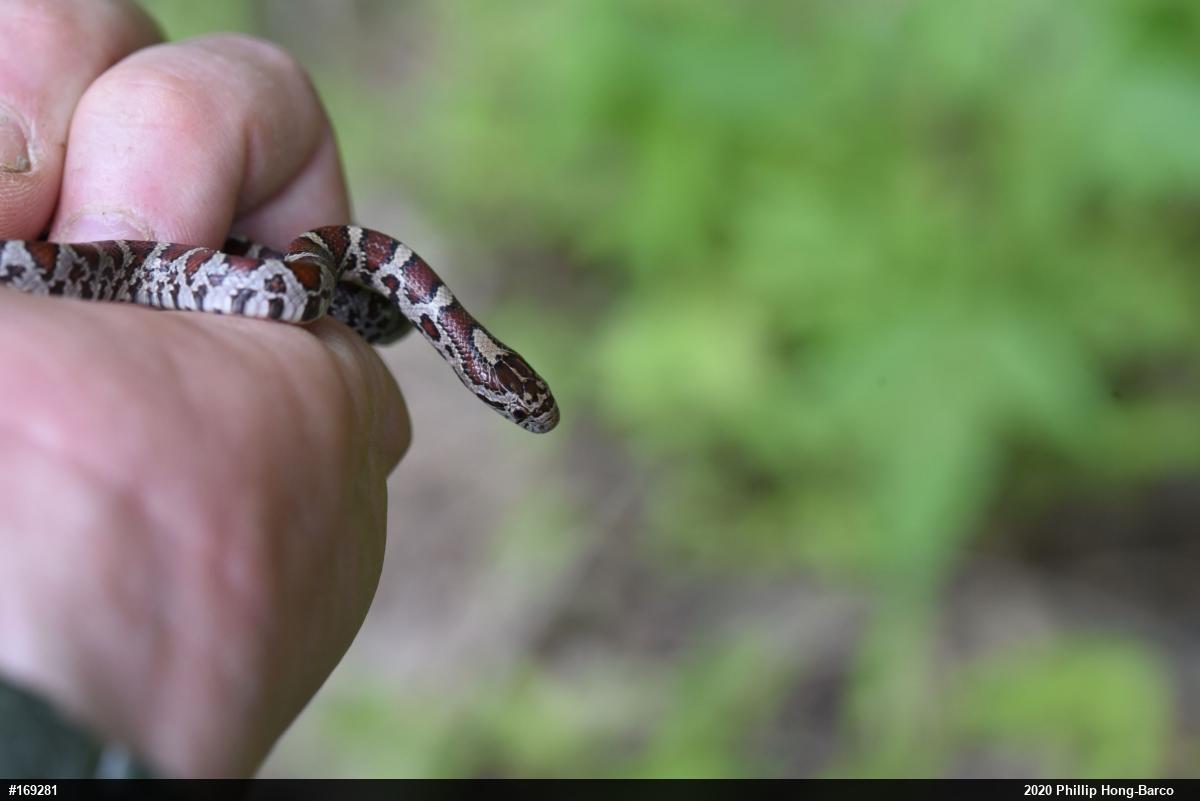 Eastern Milksnake