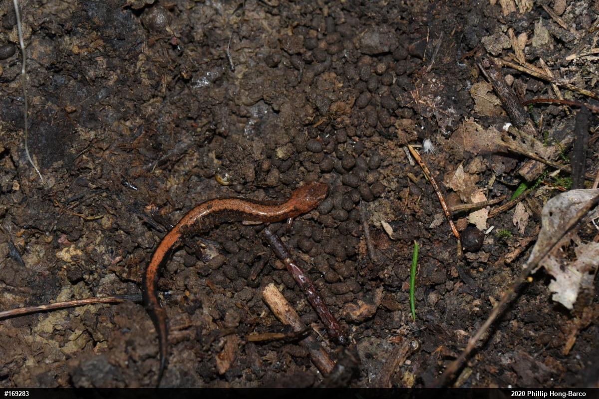 Eastern Red-backed  Salamander
